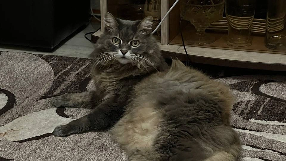 Пять минут блаженства, а потом — полное равнодушие: как кошачья мята управляет вашим питомцем