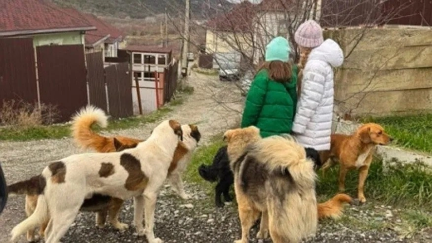 В Новороссийске обсуждают проблему бродячих собак: меры и мнения