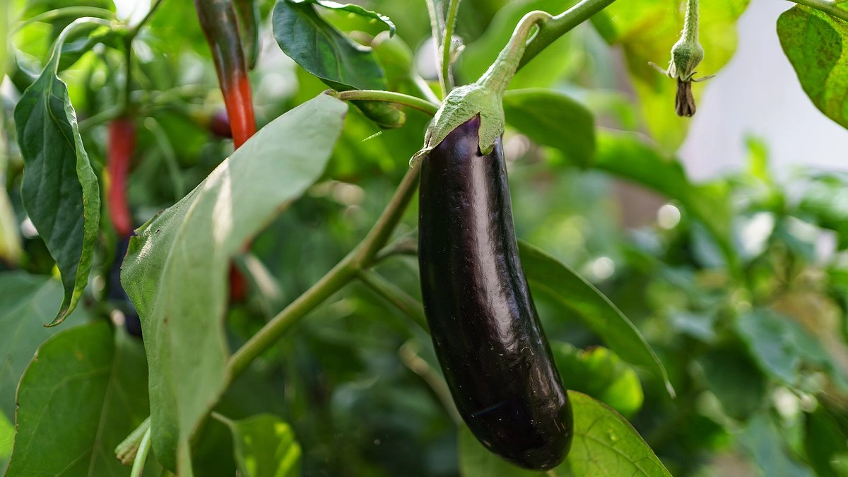 Когда и как высаживать баклажаны в открытый грунт в мае: сроки, подготовка, схема посадки