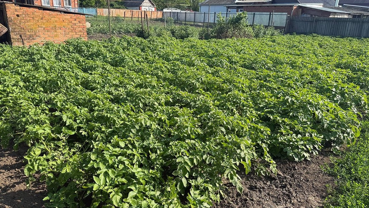 Главная картинка новости: Соседи обзавидуются: чем подкормить картофель до окучивания для огромного урожая - 3 ложки на "квадрат"