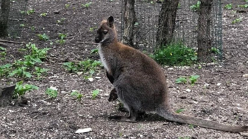 В зоопарке под Новороссийском родился кенгуренок