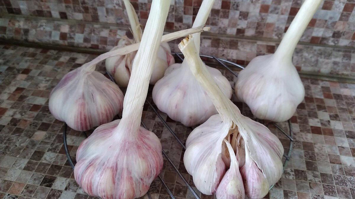 Мой чеснок не портится никогда: никакой плесени, прорастания и усыхания — свежий до следующего лета