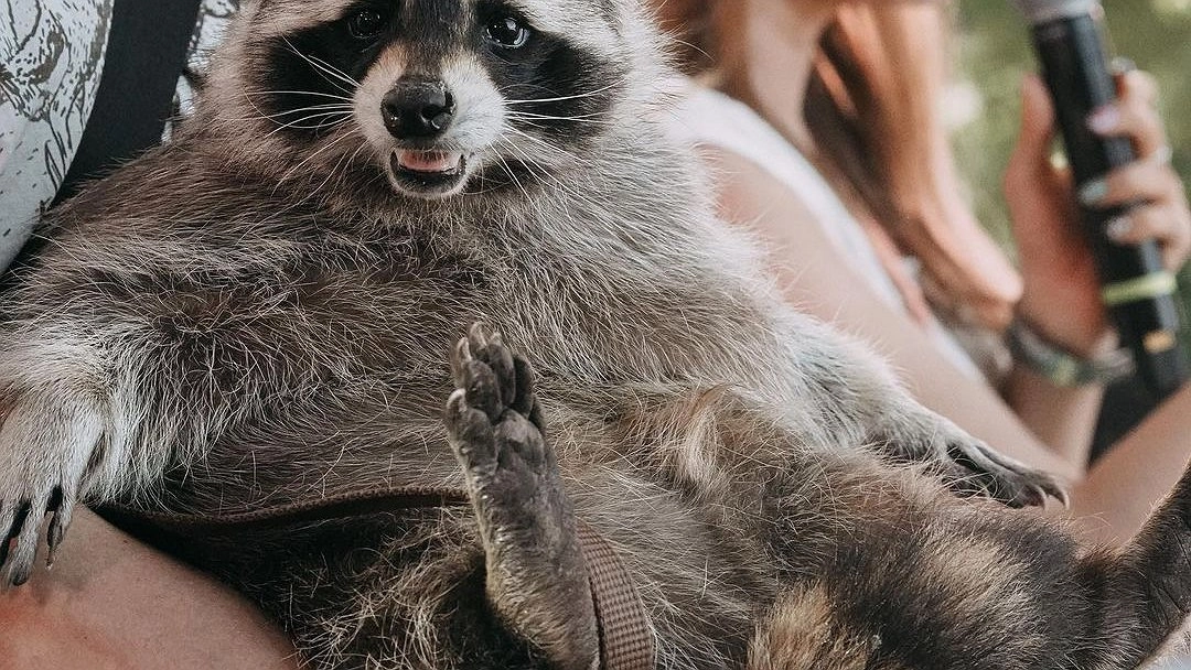 Главная картинка новости: Сегодня в Новороссийск приедет енот-блогер Тёма. Где можно встретиться со зверьком?