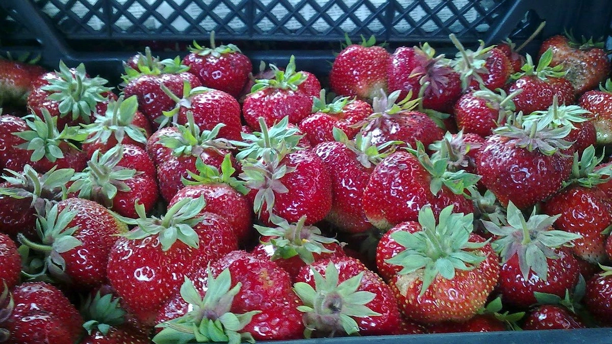Главная картинка новости: Ягодный шок: клубника на Кубани подорожала на треть за год