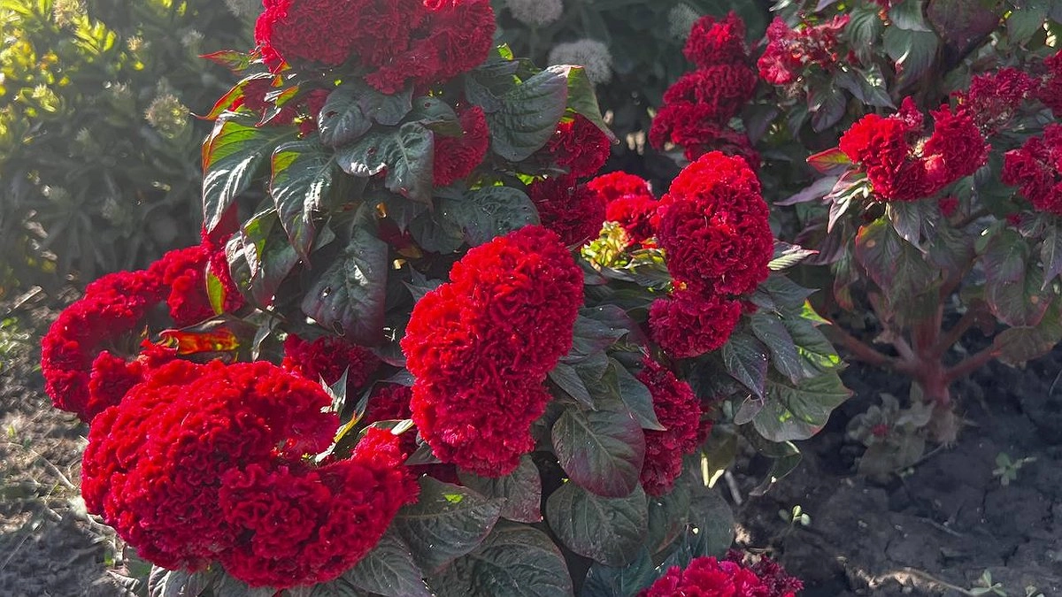 Бархатцы вредят: оказывается, эти, безусловно, полезные растения, полезны далеко не во всем