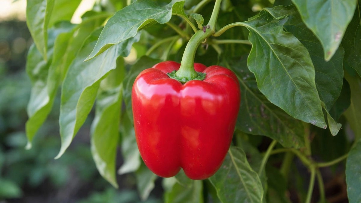 От раннего урожая не откажусь: 4 проверенных сорта перца, которые действительно работают