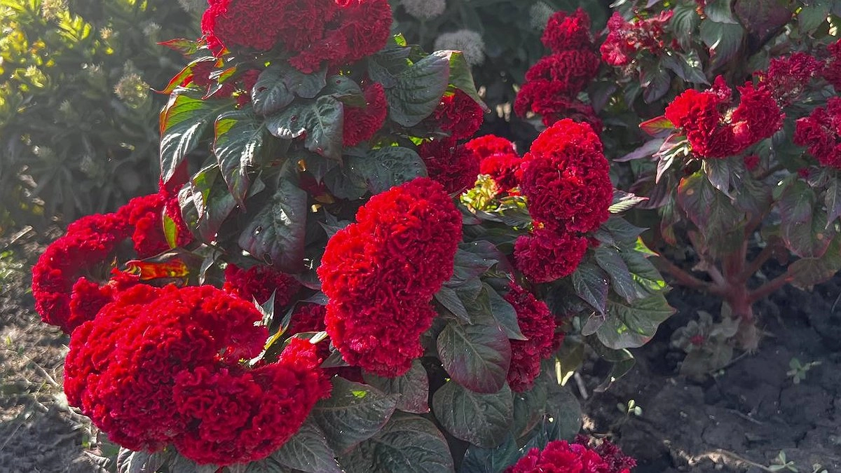 «Ночная красавица» у вас на клумбе с лета до глубокой осени: сажаем ароматный цветок — не чета капризной петунии