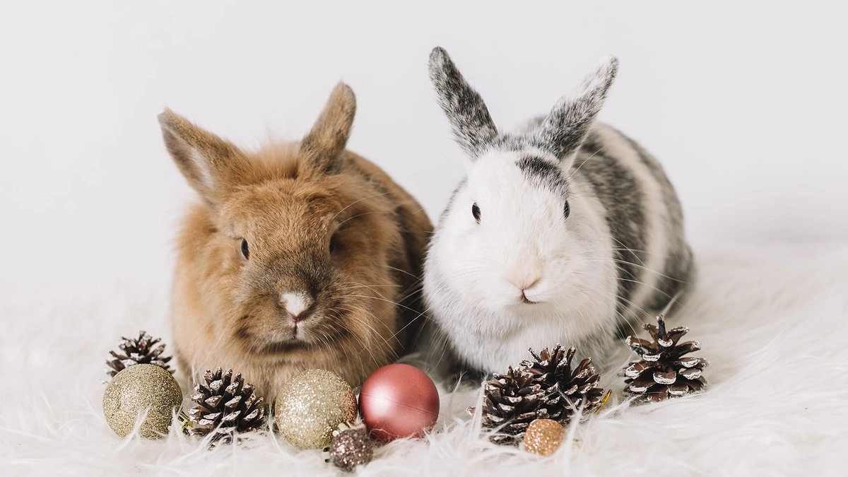 Чего ждать от Черного Водяного Кролика? Гороскоп на 2023 год