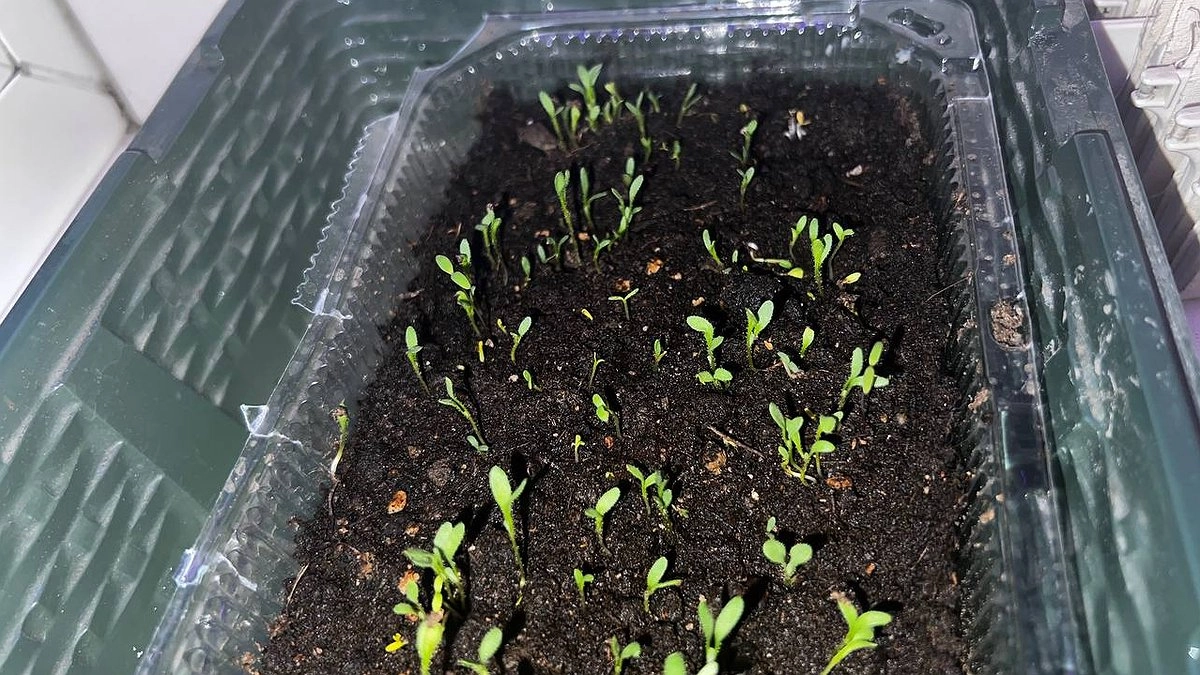 Аномальный мороз убьет всю рассаду: синоптики дали прогноз - что произойдет с погодой в России уже этой весной