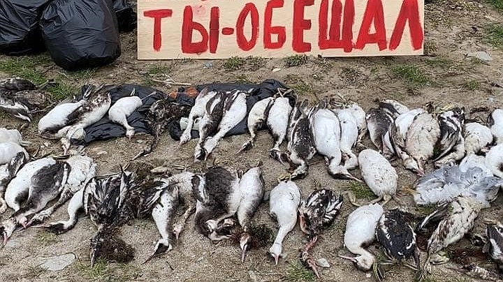 «Столько много погибших птиц я не видел никогда». Биолог Вениамин Голубитченко прокомментировал «Вечернему» сообщения о гибели птиц на пляжах Новороссийска