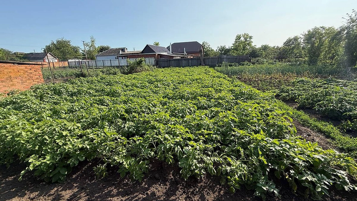 Главная картинка новости: Раскидала 1 пачку копеечной крупы по грядкам и почва как чернозем - дорогой навоз больше не потребуется