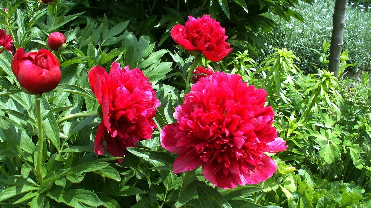 Главная картинка новости: Подкормка для роскошных пионов: проверенный рецепт во время бутонизации