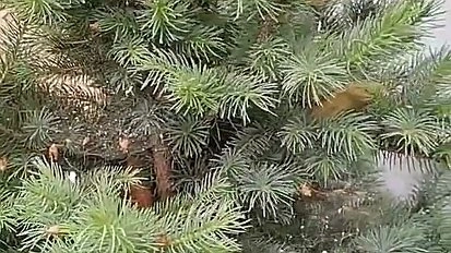 Главная картинка новости: В Новороссийске змея притворилась елочной игрушкой. Видео