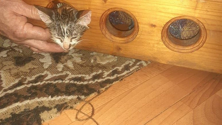 Главная картинка новости: Спасатели Новороссийска вытащили котенка, голова которого застряла в двери