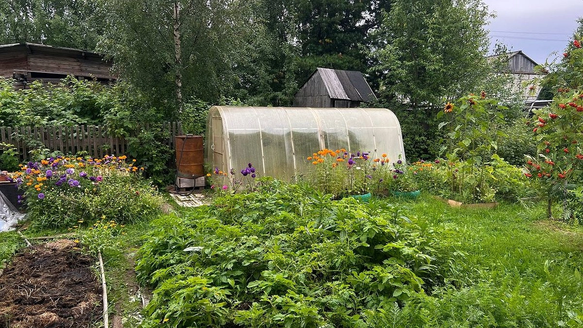 Главная картинка новости: Агрономы раскрыли секрет: какие 4 работы в огороде в ноябре гарантируют богатый урожай летом