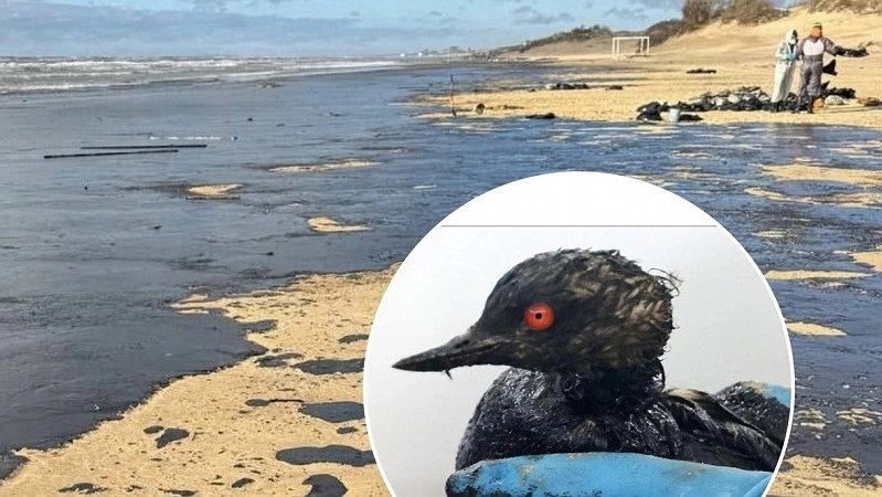 Очистка берегов Анапы: продолжается борьба с последствиями разлива нефти и спасение птиц