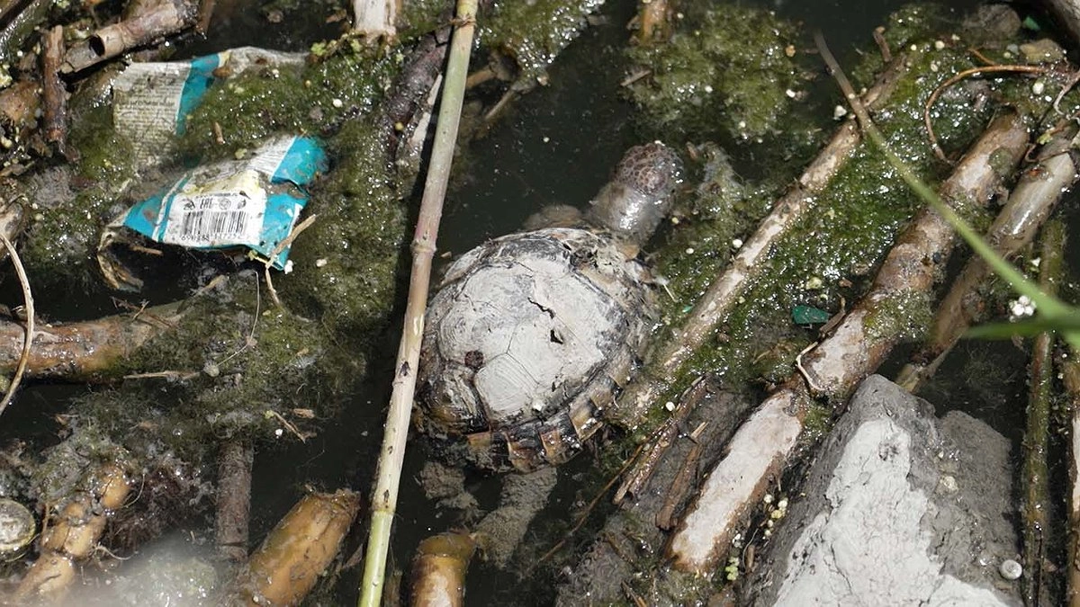 Кипяток вместо жизни! Мертвые черепахи и адская вода — экологический кошмар в Южных прудах Новороссийска