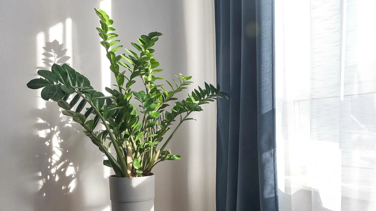 Поставьте замиокулькас именно в этом месте: и он зацветёт, разрастётся и привлечёт благополучие — секрет, о котором вы не догадывались