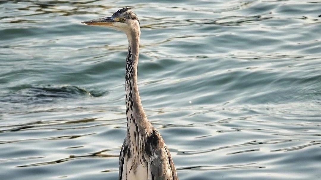 Главная картинка новости: В Новороссийск прилетели цапли