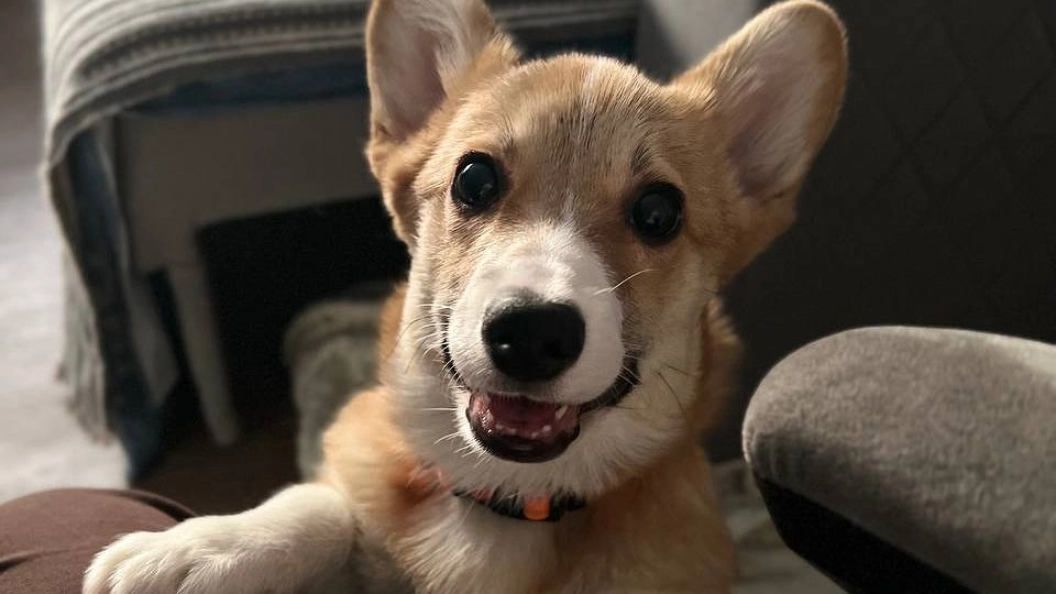 Главная картинка новости: «Собачья совесть»: 7 признаков того, что ваш питомец искренне просит прощения