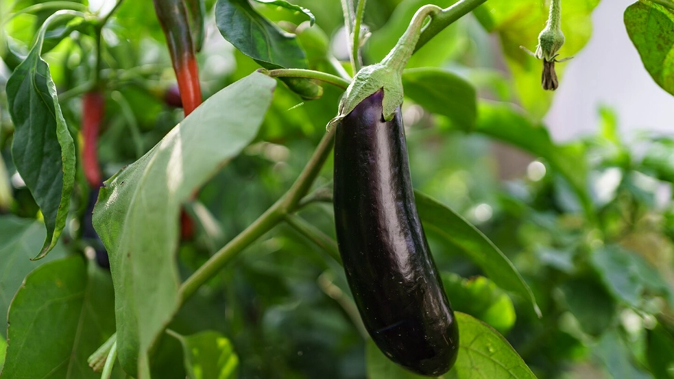 Баклажаны в мае: когда высаживать, как греть грядку и не загубить рассаду