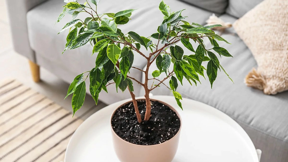 Фикус не сбрасывает листья зимой: закапываю в горшок эту "шелуху" — и он зеленый и пышный