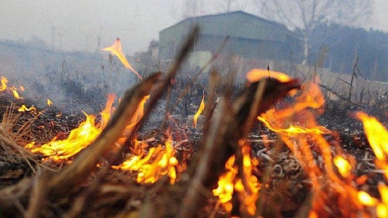 Новороссийцам запретили ходить в лес