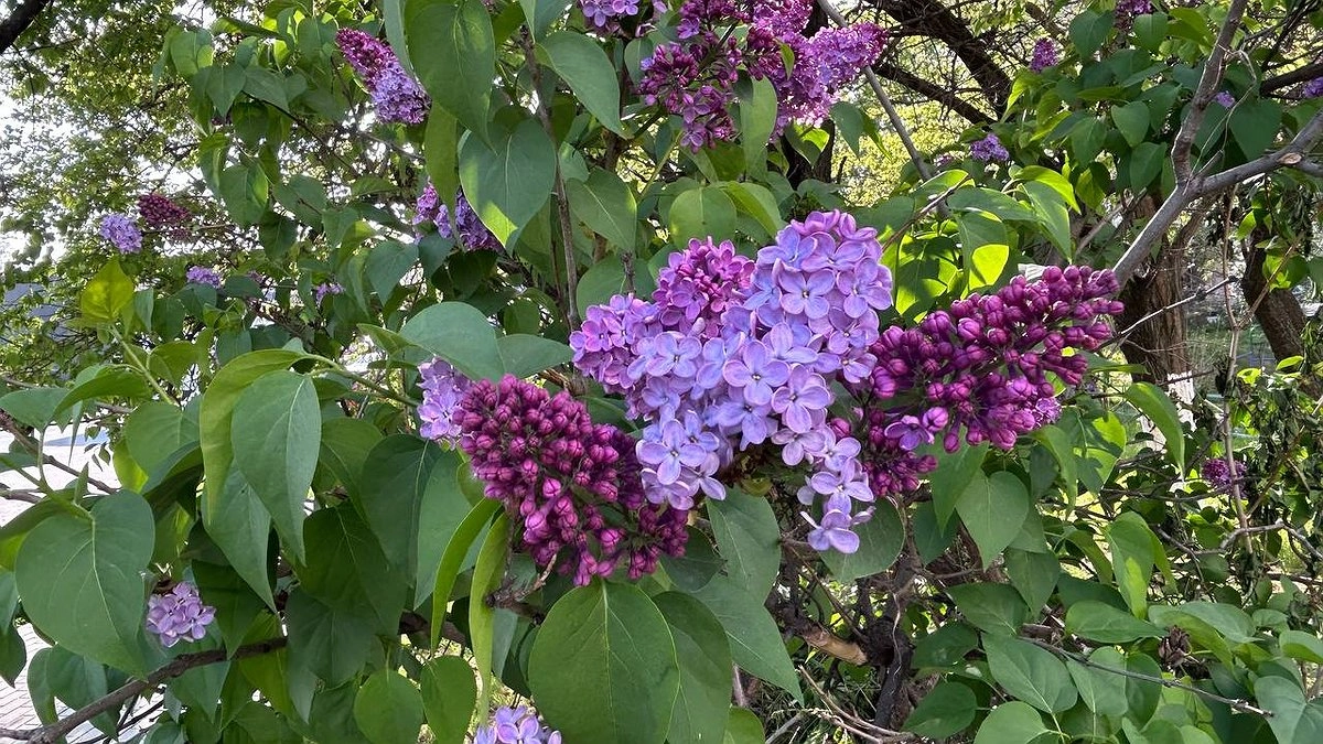 Майские сюрпризы: понедельник стал нерабочим — готовьтесь к короткой неделе