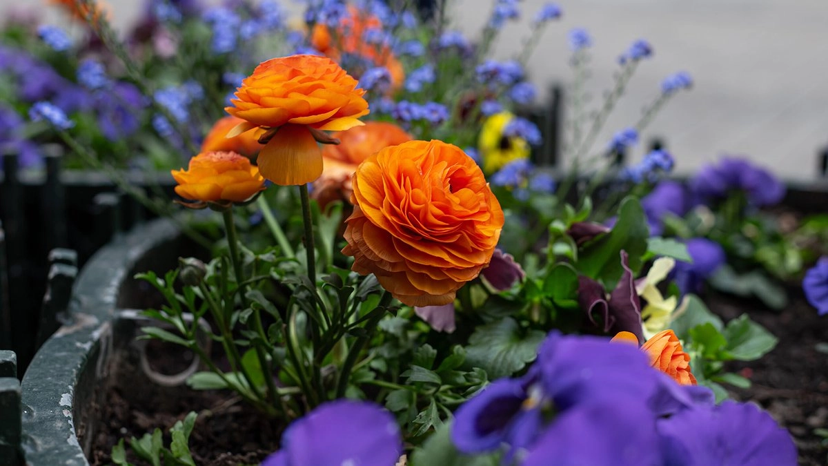 Главная картинка новости: Власти Новороссийска заказывают саженцы и рассады цветов за 2,4 миллиона