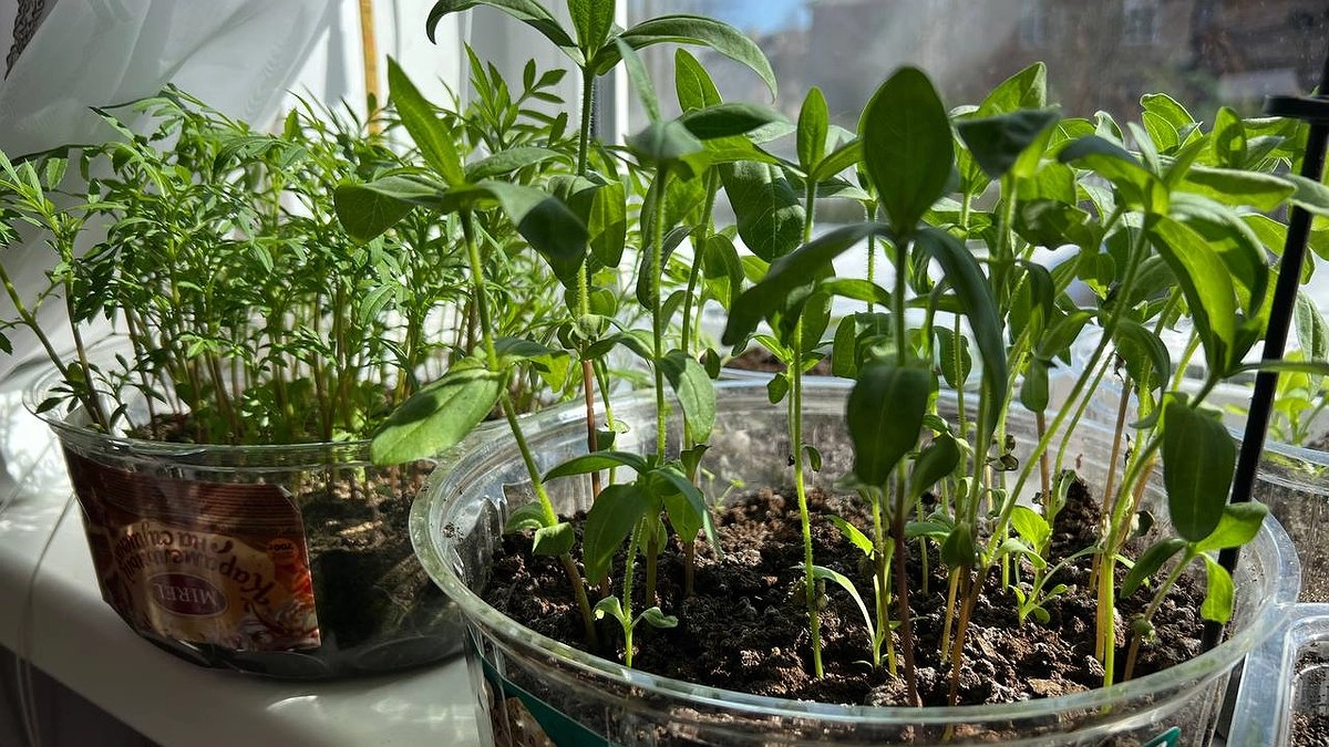 Посев томатов: почему для теплицы и открытого грунта нужны разные сроки