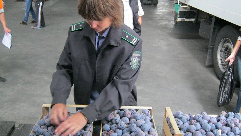 В порту Новороссийска обеззаразили от насекомых 176 тонн фруктов