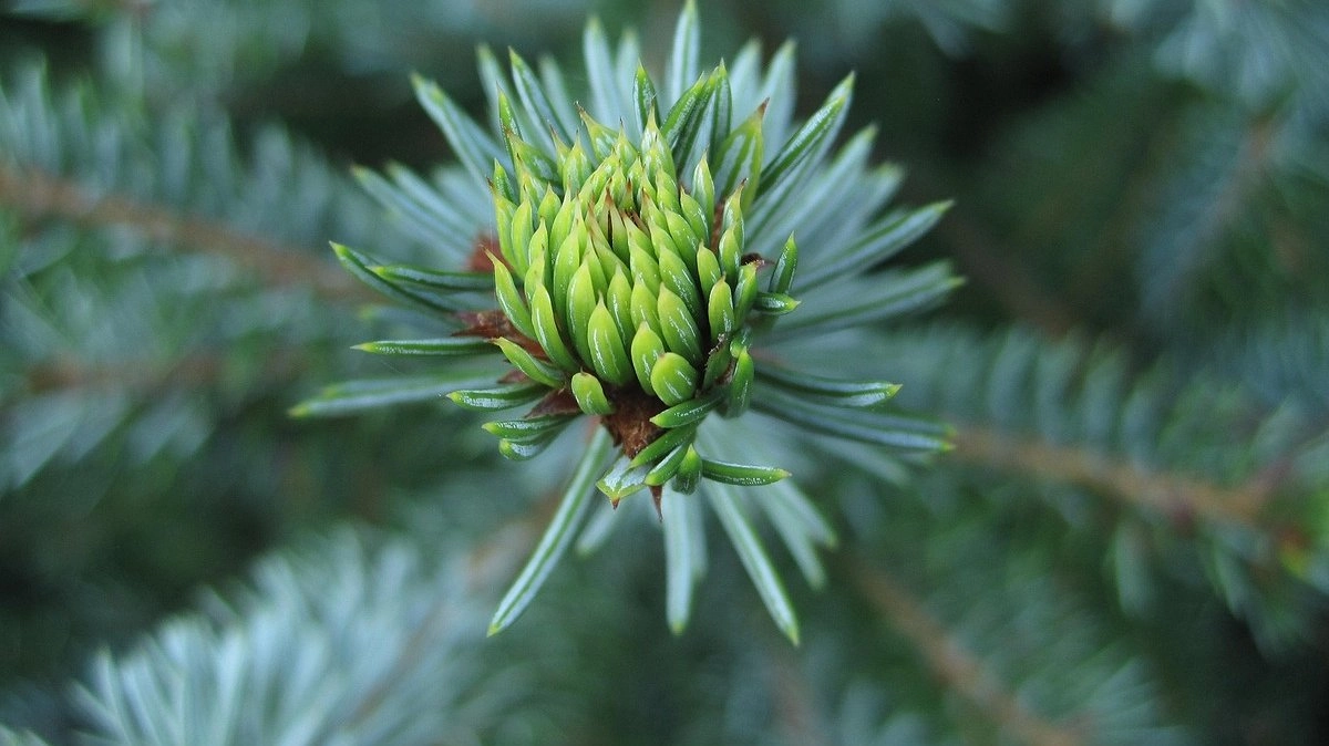 Главная картинка новости: В апреле надо сделать первым делом: разводим 1 мл в воде - и хвоя будет зеленее крокодила