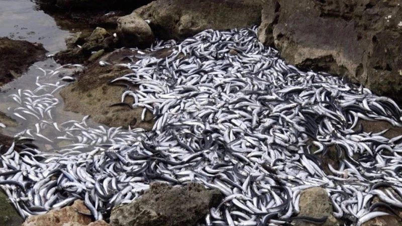 В Севастополе зафиксирован массовый выброс хамсы: ученые начинают расследование