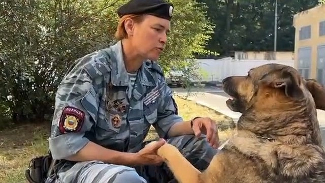 Главная картинка новости: В Новороссийске служебную собаку Калина Кинополь проводили на пенсию