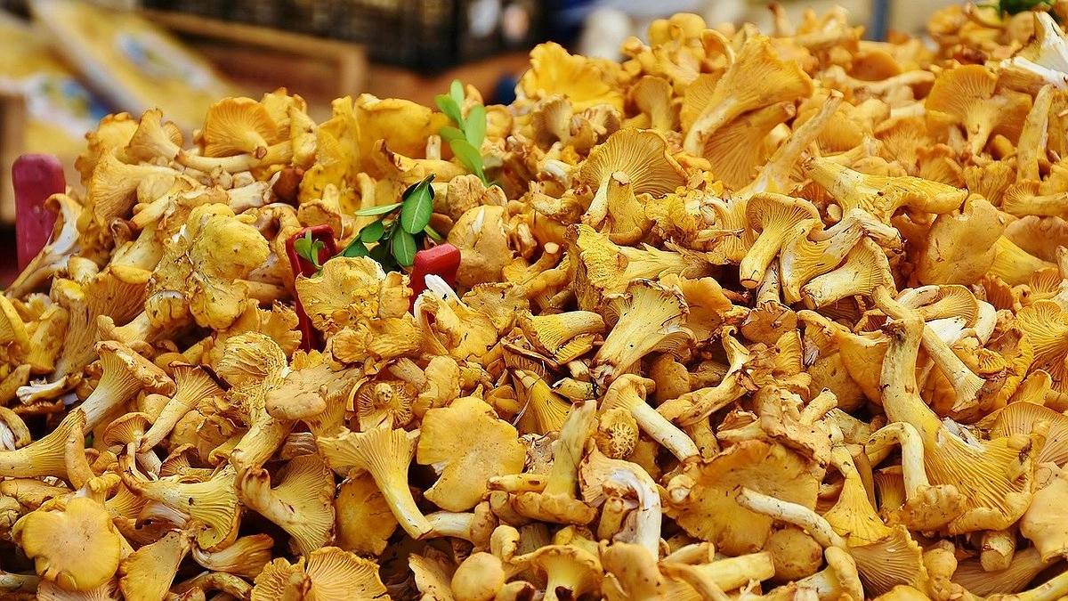 Главная картинка новости: Яд в бульоне. Врач рассказала, из каких съедобных грибов не стоит готовить суп