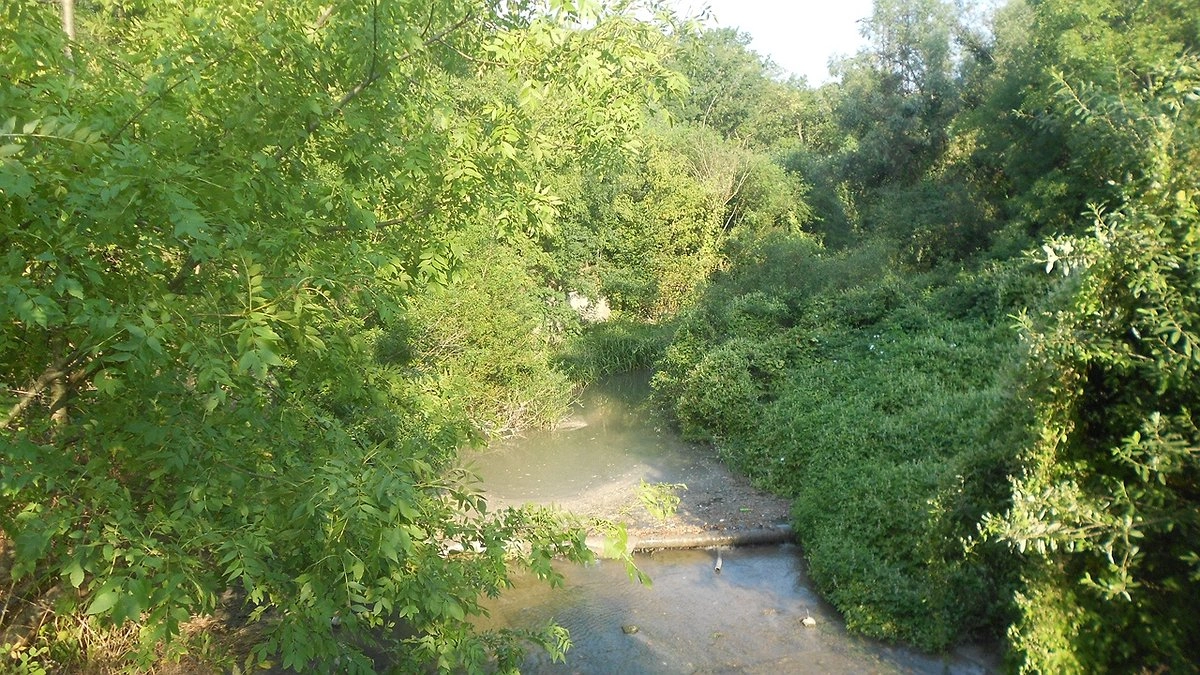 Главная картинка новости: Новороссийцы могут поучаствовать в уборке Цемесской рощи