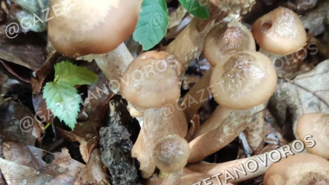 Набрали 2 ведра опят! В окрестностях Новороссийска пошли грибы