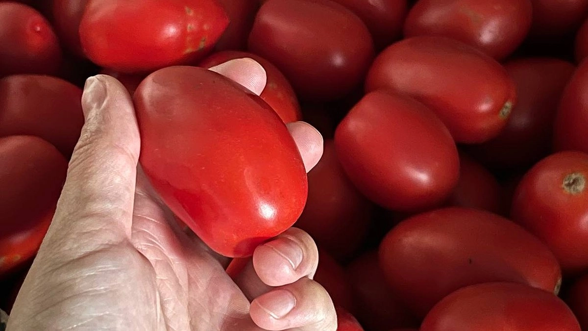 Врач объяснила, почему помидоры нужно есть только с чесноком: медицинский факт