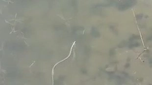 В Соленом озере возле пляжа Алексино купаются змеи