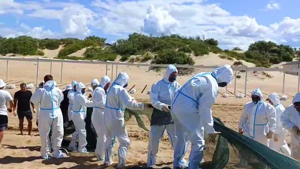 В Анапе приступили к демонтажу нефтезащитного вала на пляжах