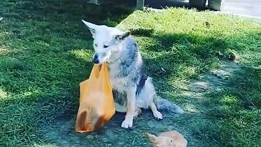 «Ничего более милого сегодня вы точно не увидите!» Собаки сторожат покупки в ожидании хозяина