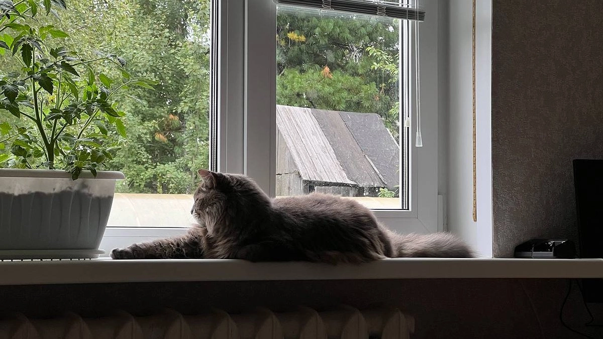 Чем опасно кормить кошек зимой: запрещенные продукты, о которых многие не знают