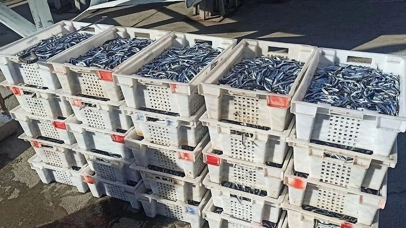 Главная картинка новости: Образцы рыбы из Черного моря направлены на анализ в Москву