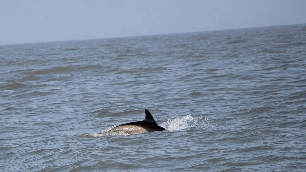 Главная картинка новости: Экологическая трагедия в Анапе: 19 дельфинов погибли за месяц у черноморского побережья