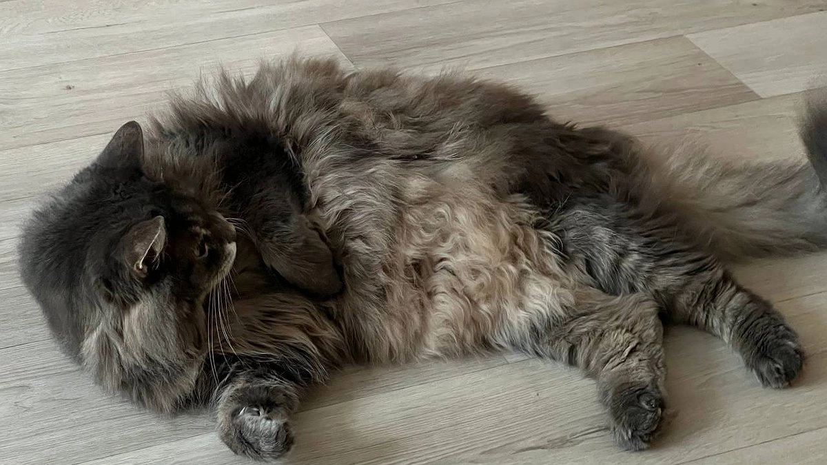 Эти виды "мурок" с 1 числа под запретом: в Госдуме запретили их держать дома