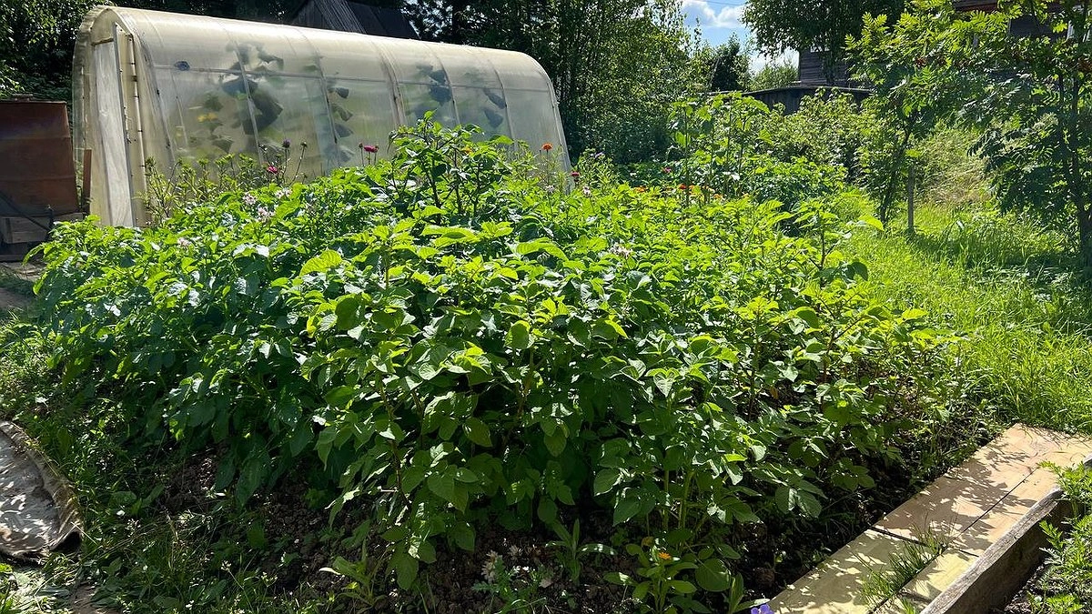 Теперь за картошку будет штраф - касается всех, кто выращивает этот овощ на участках