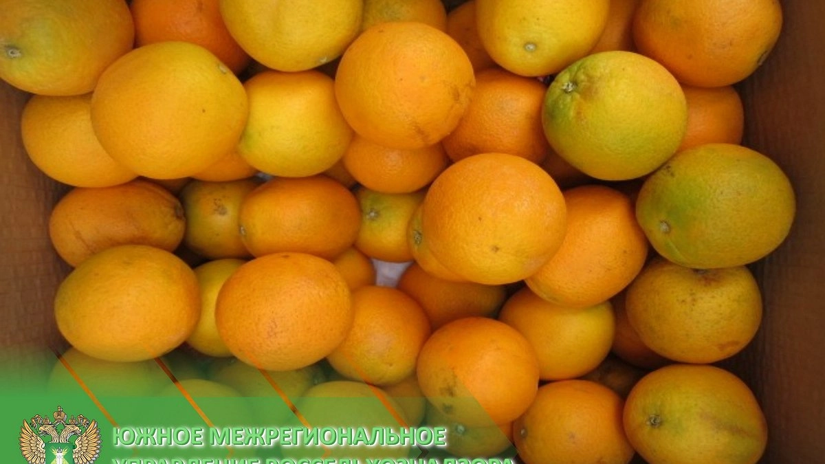 В порту Новороссийска обнаружили плодовую муху