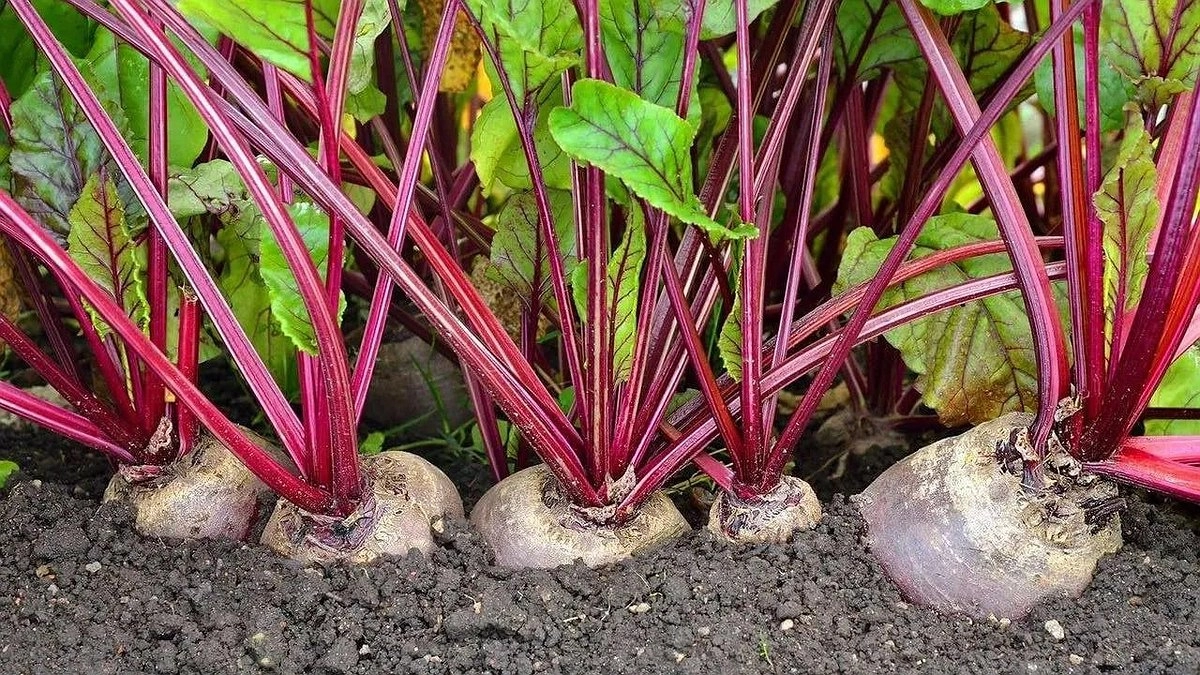 Чайная ложка кислоты на литр кипятка — и свекла готова через 7 минут: яркая, сладкая, полезная