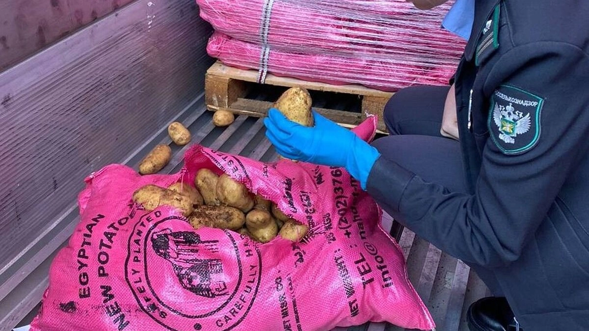 На страже урожая: Новороссийск остановил тонны опасного картофеля из Египта