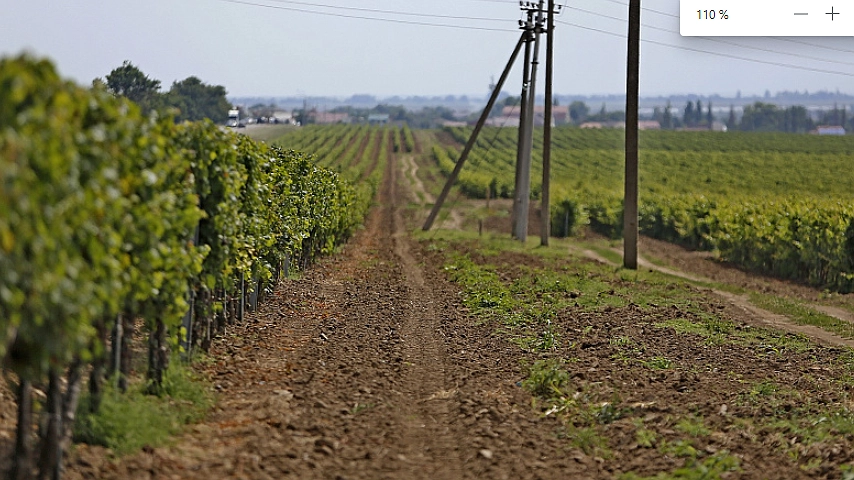 Главная картинка новости: Новые виноградники заложены в Новороссийске и соседних городах